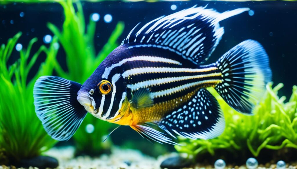 African Butterfly Fish Care