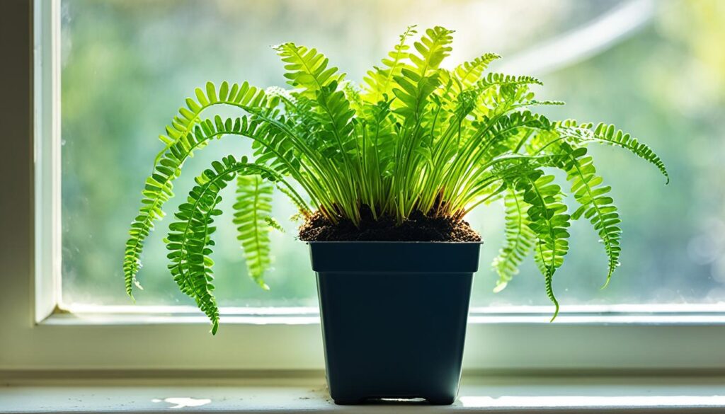 Cultivating Java Fern