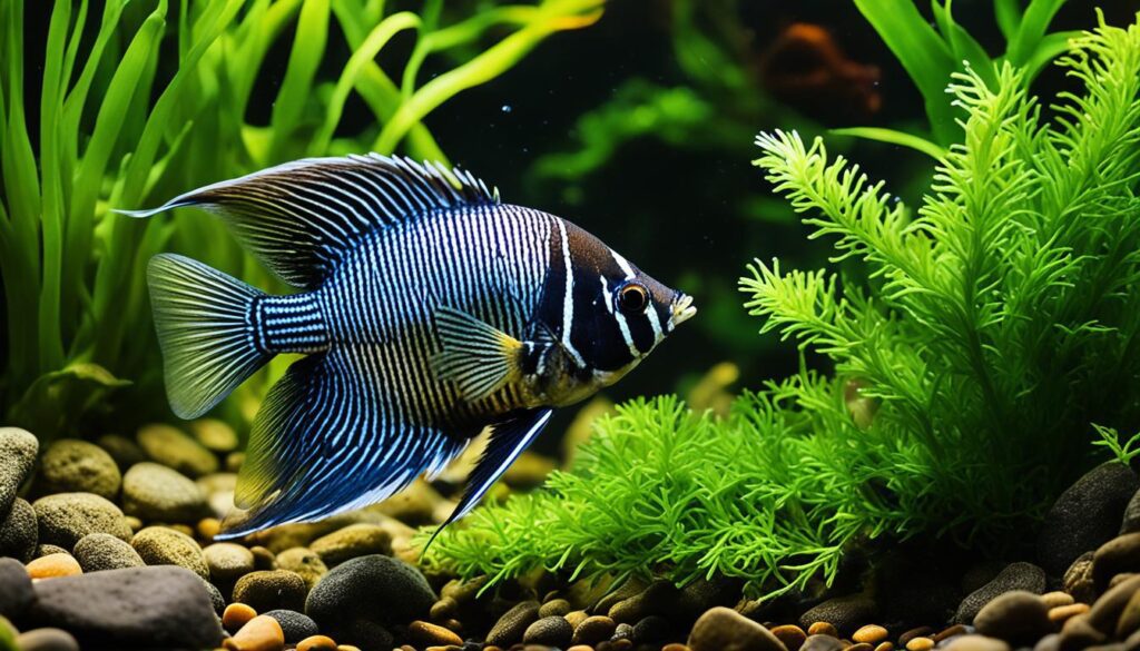 feeding african butterfly fish