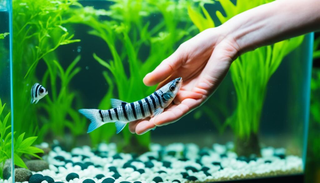 Feeding Aquarium Fish