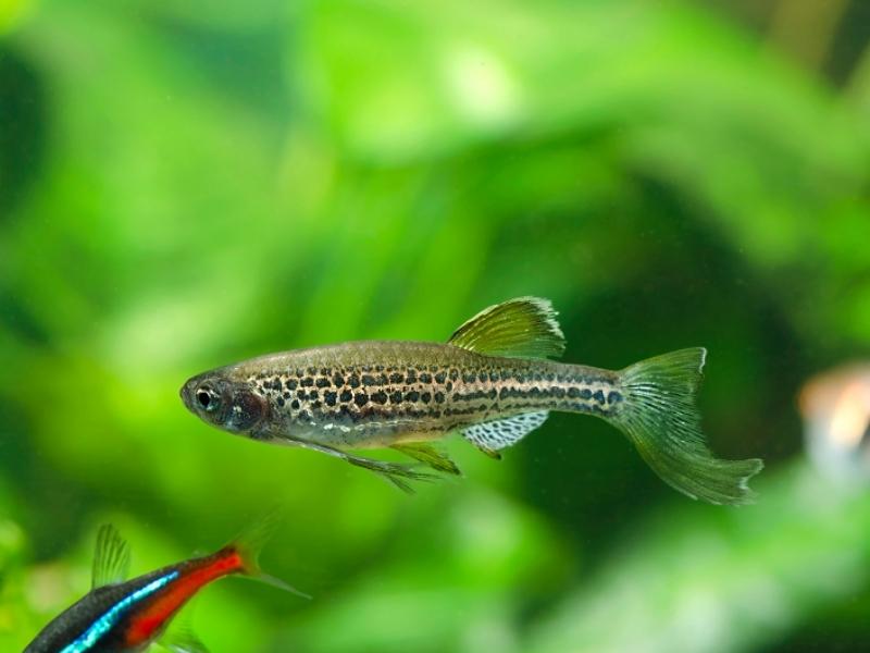 Leopard danio 1