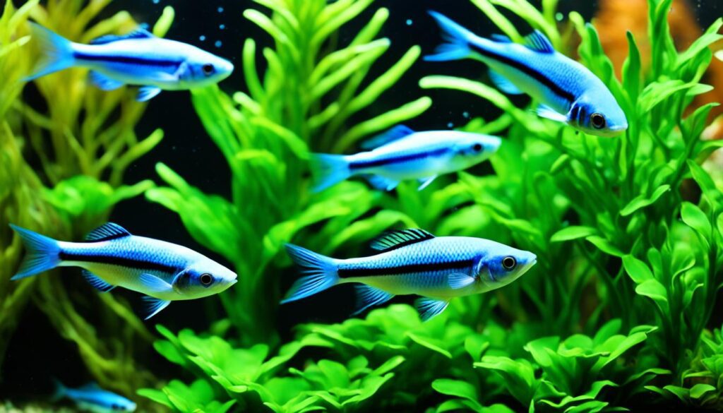 Pearl Danio activity